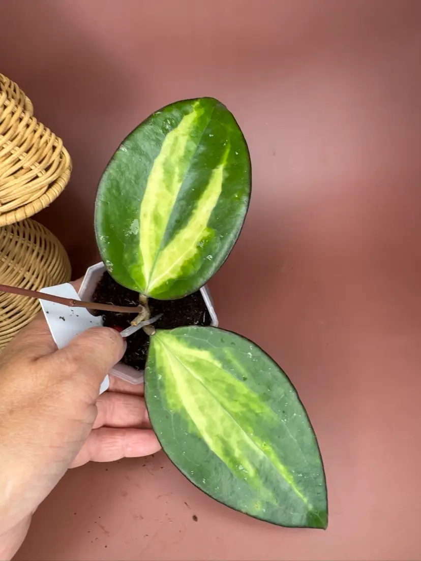 Cinnamomifolia inner variegated