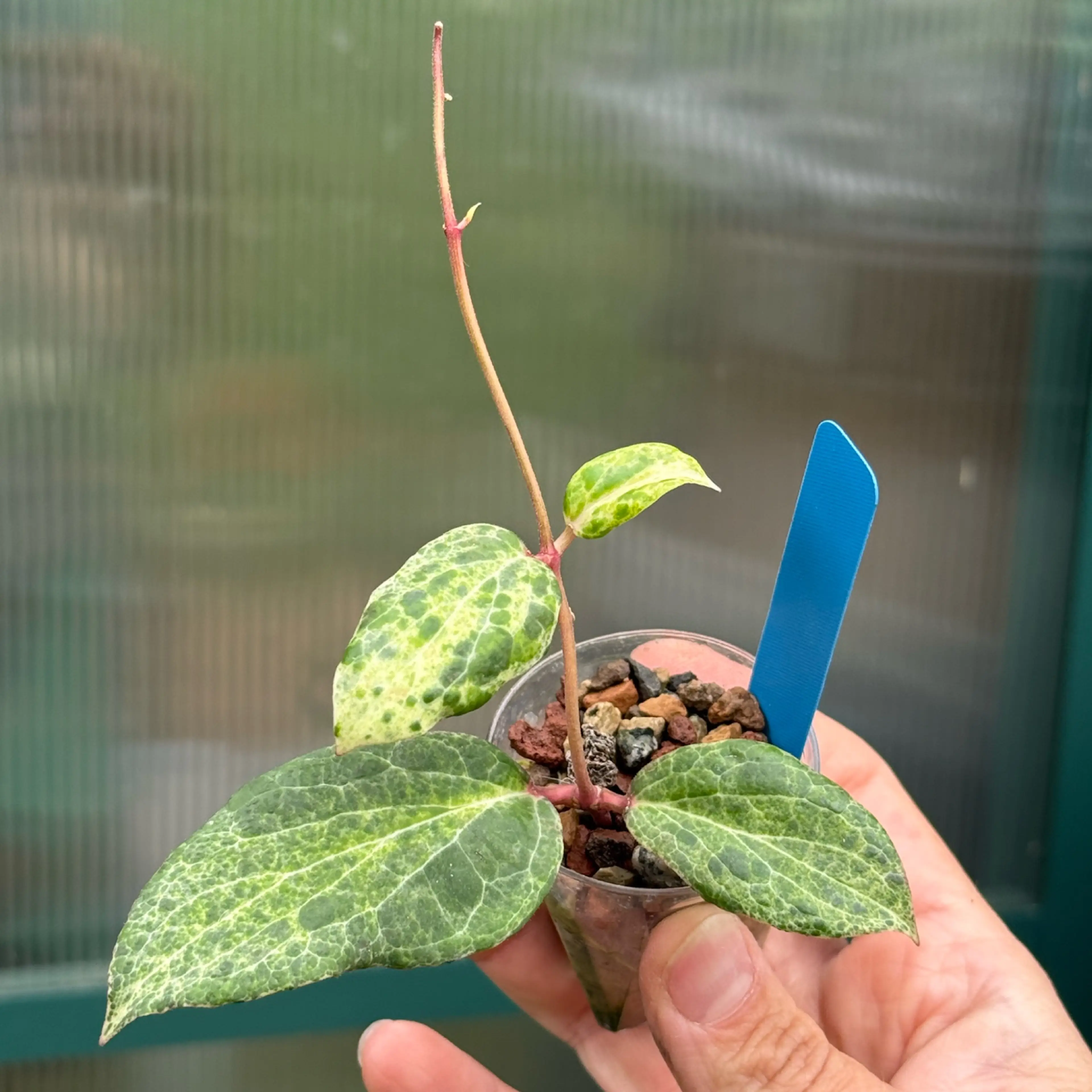 Image 2 of 4