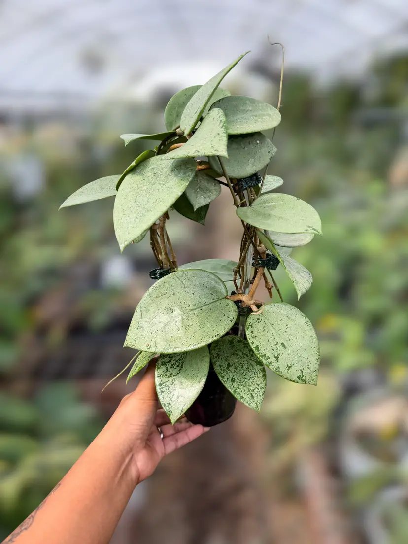 PS0931 - Hoya verticillata (Heart-Shaped, Silver)
