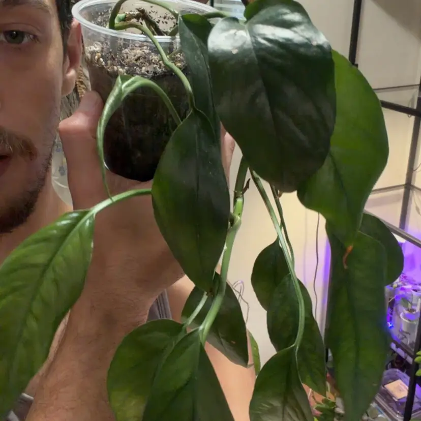 Baltic Blue Pothos