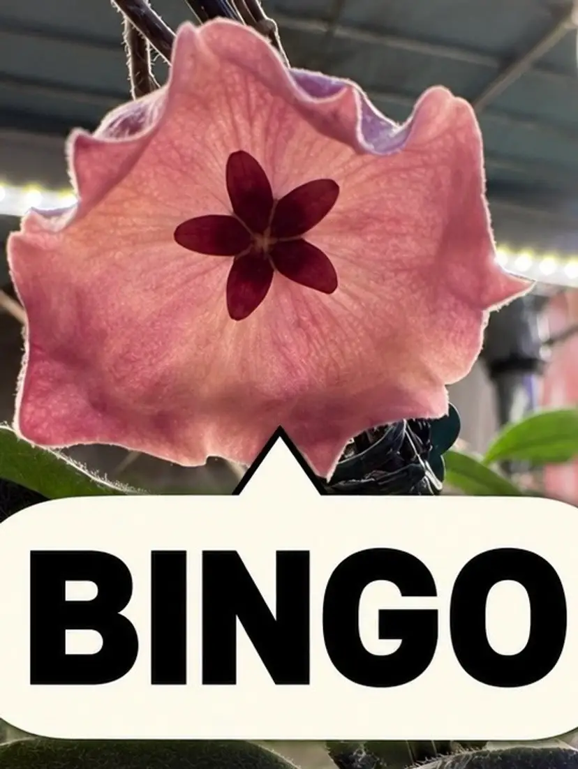 Livestream thumbnail