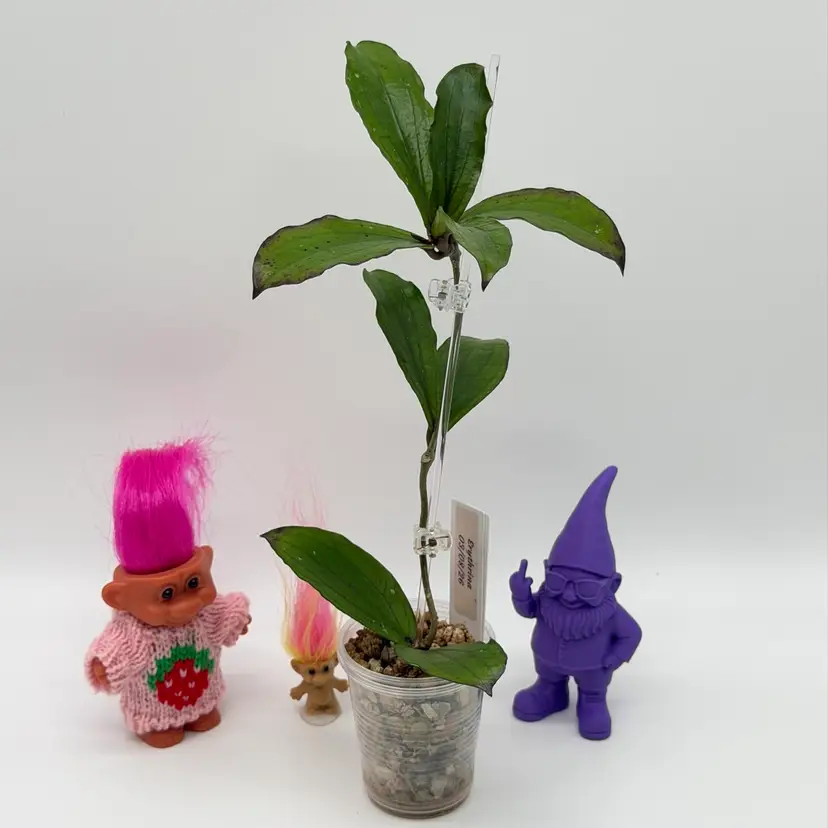 14 Erythrina