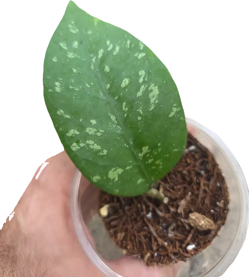 Hoya sp. Badak Uken