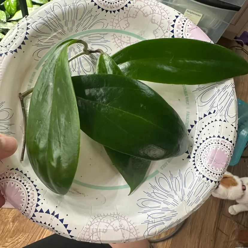 CUTTING - Hoya BSG 008-01 ‘Dracarys’