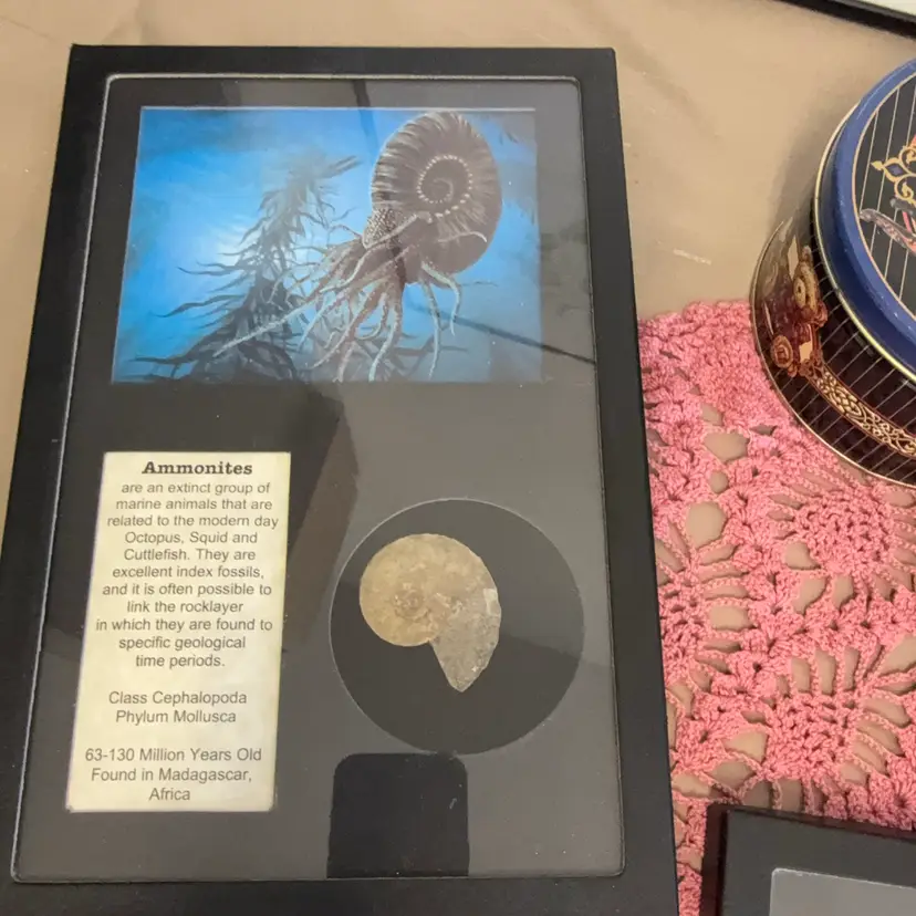 Framed Ammonite