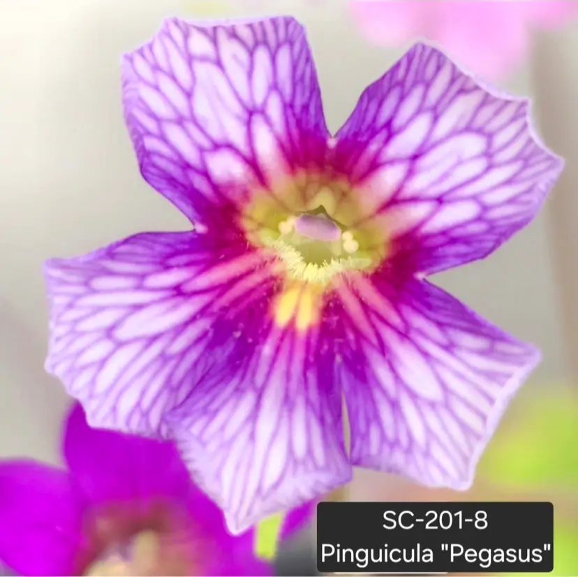 SC-201-8 Pinguicula "Pegasus"
