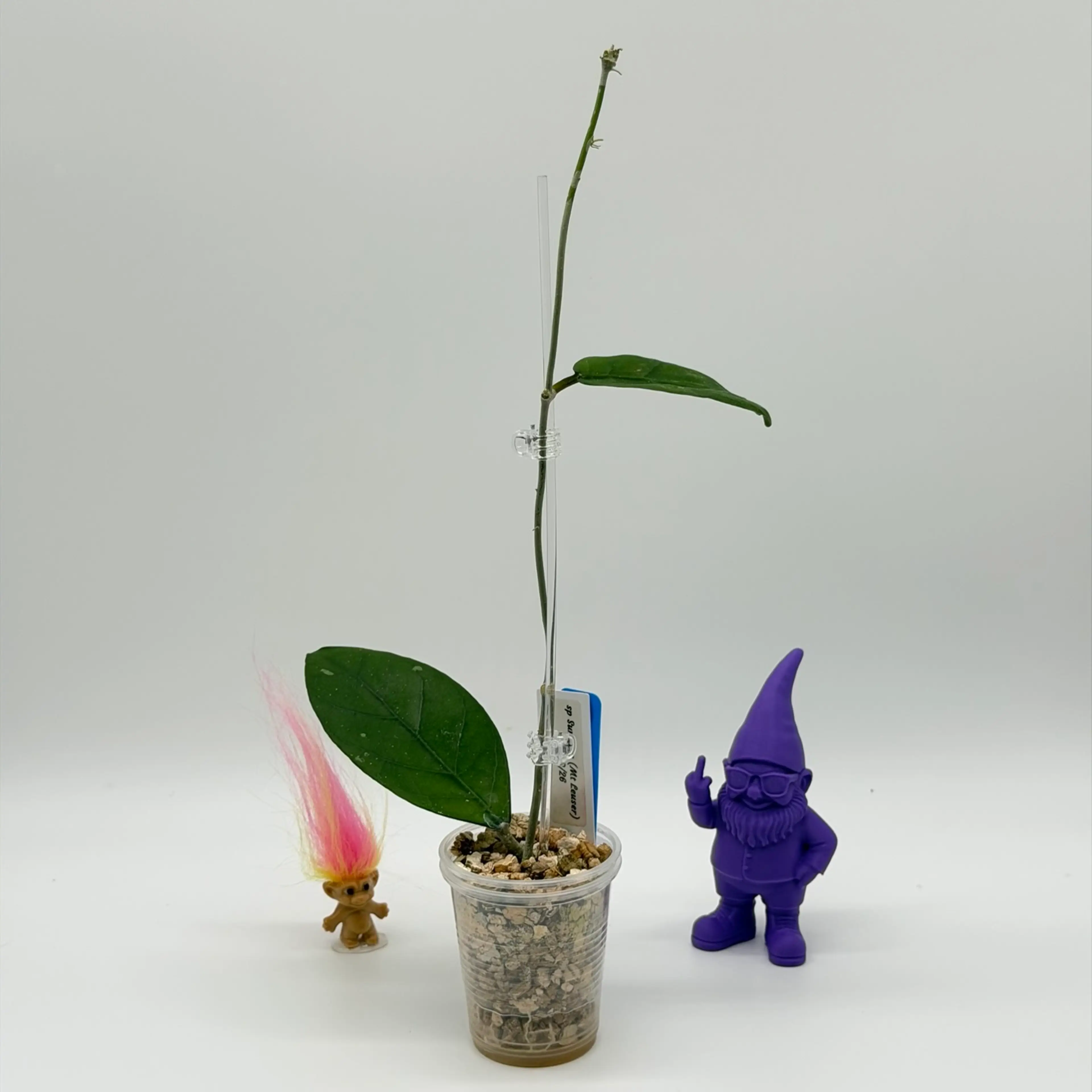 Image 2 of 2