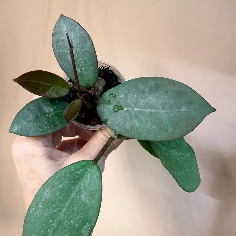 Hoya australis x elliptica