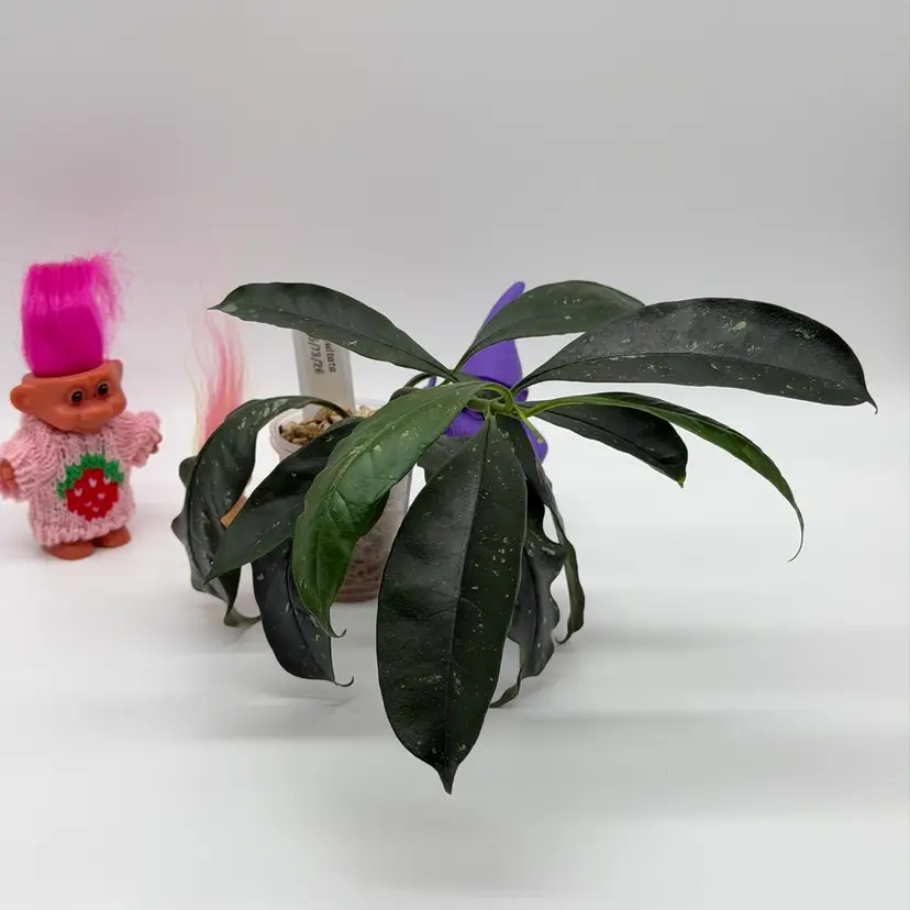 52 Occultata