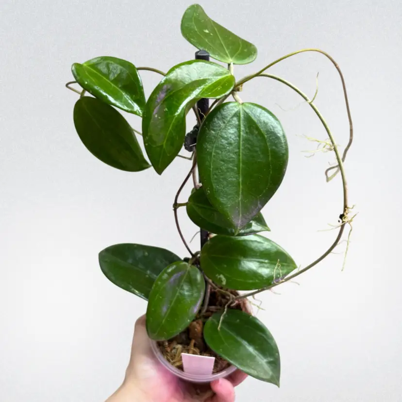 Hoya aldrichii x unk