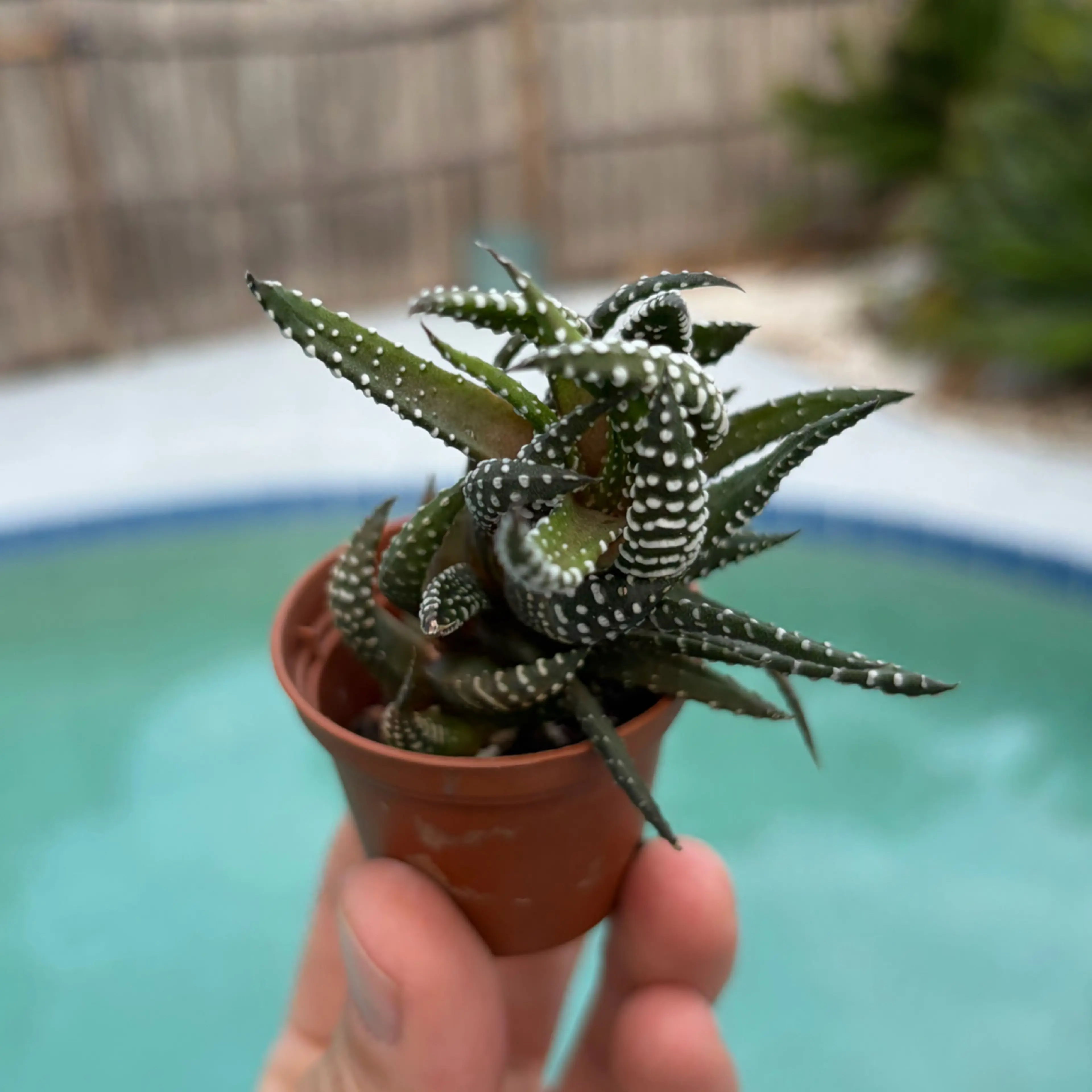 Image 2 of 2