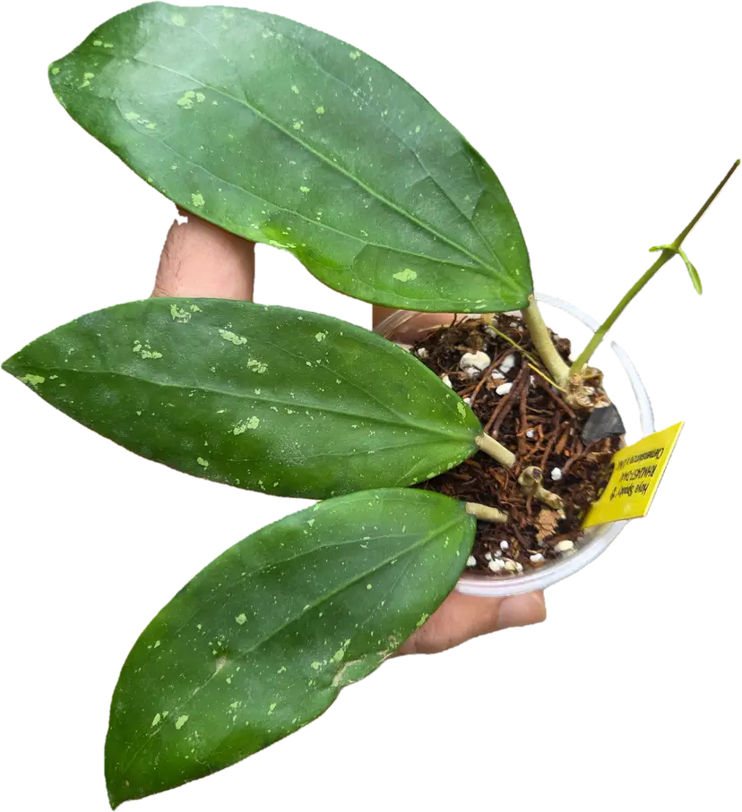 Hoya Spooky clem RHM2457 DA-01