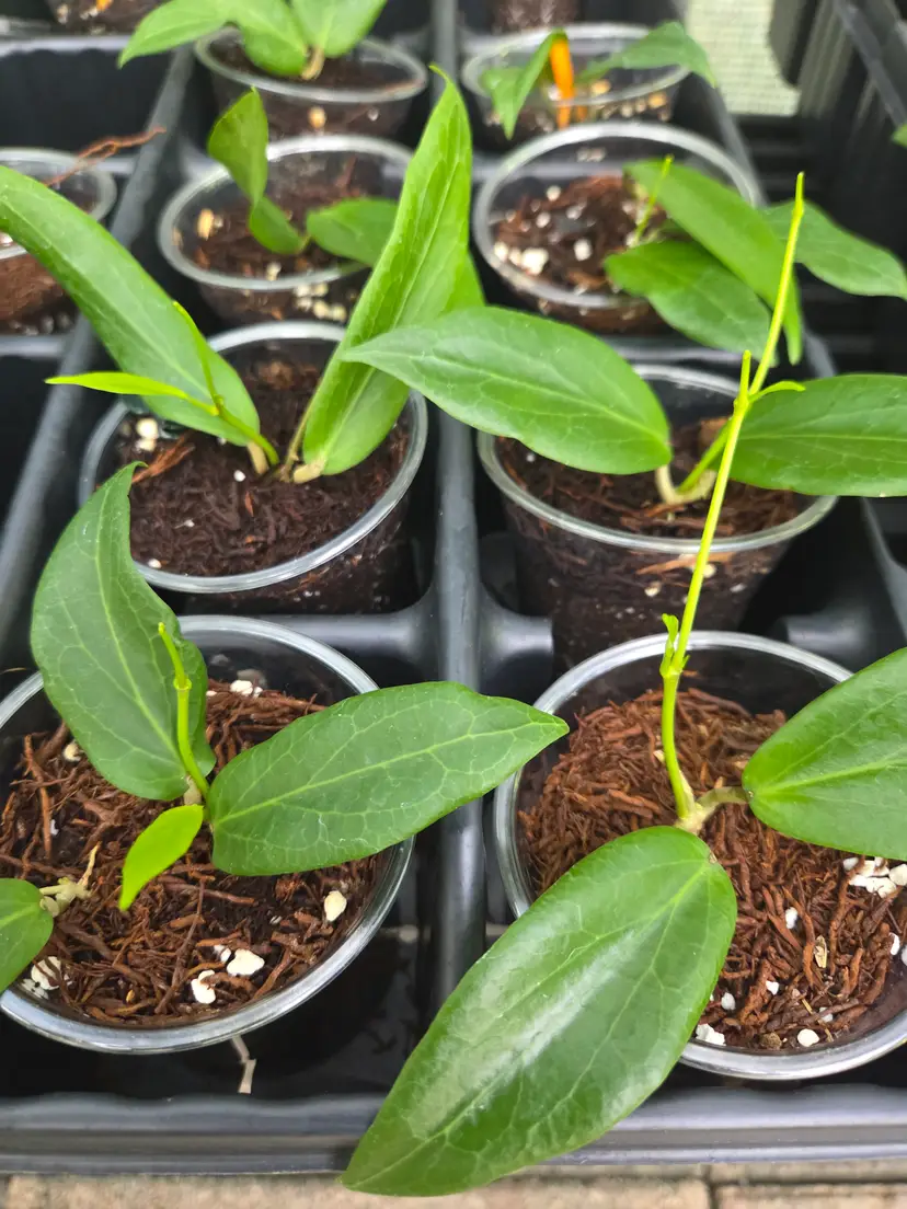 Hoya Soligamiana Sinoloan green(Growers choice)