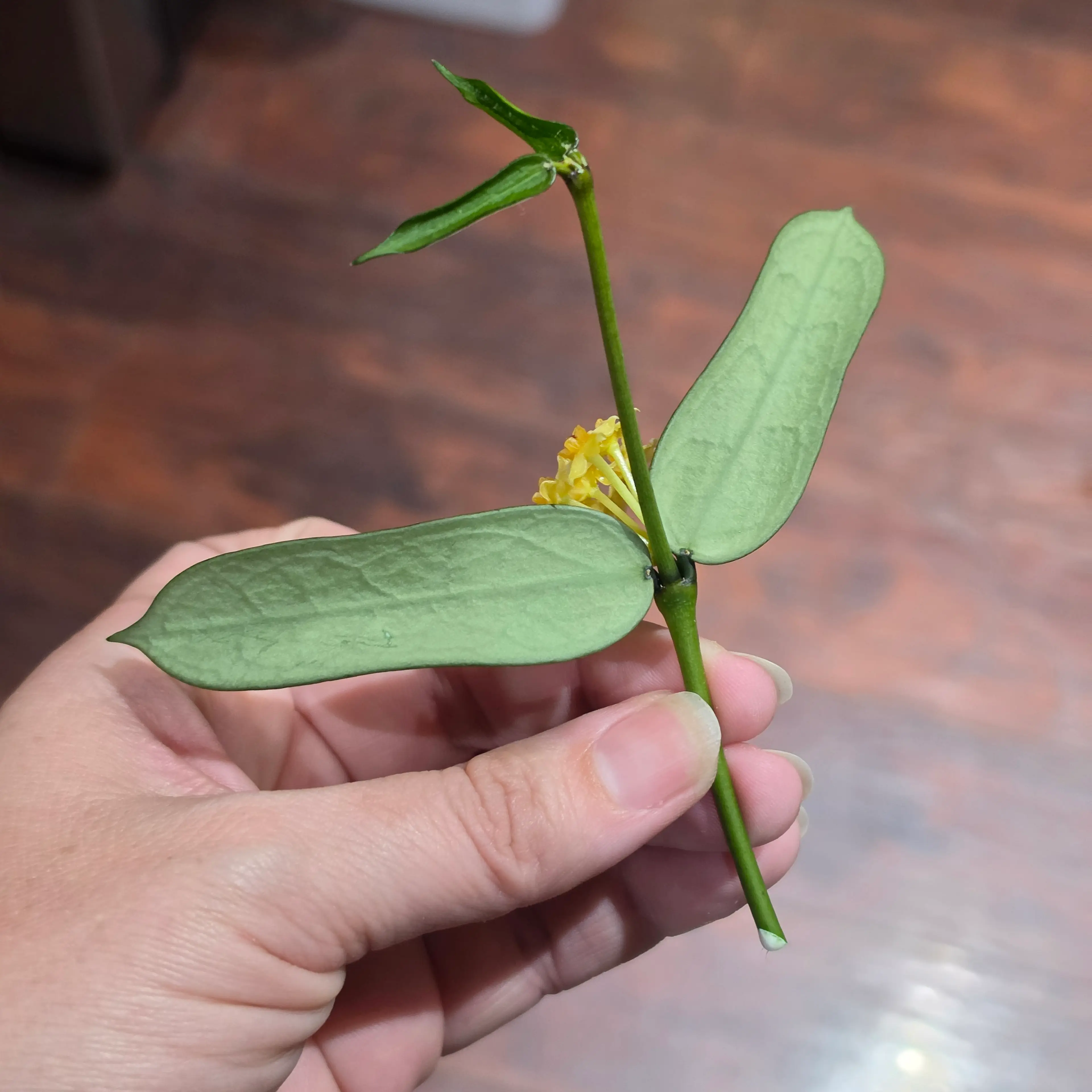 Image 4 of 5