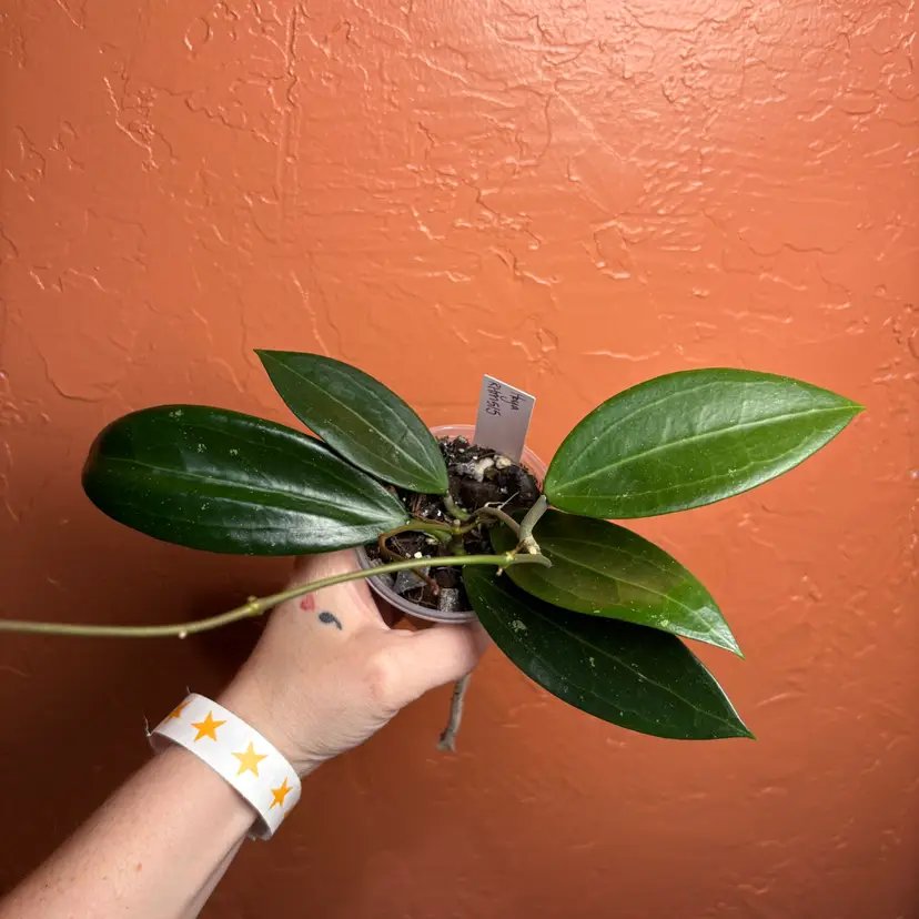 Hoya RHM515