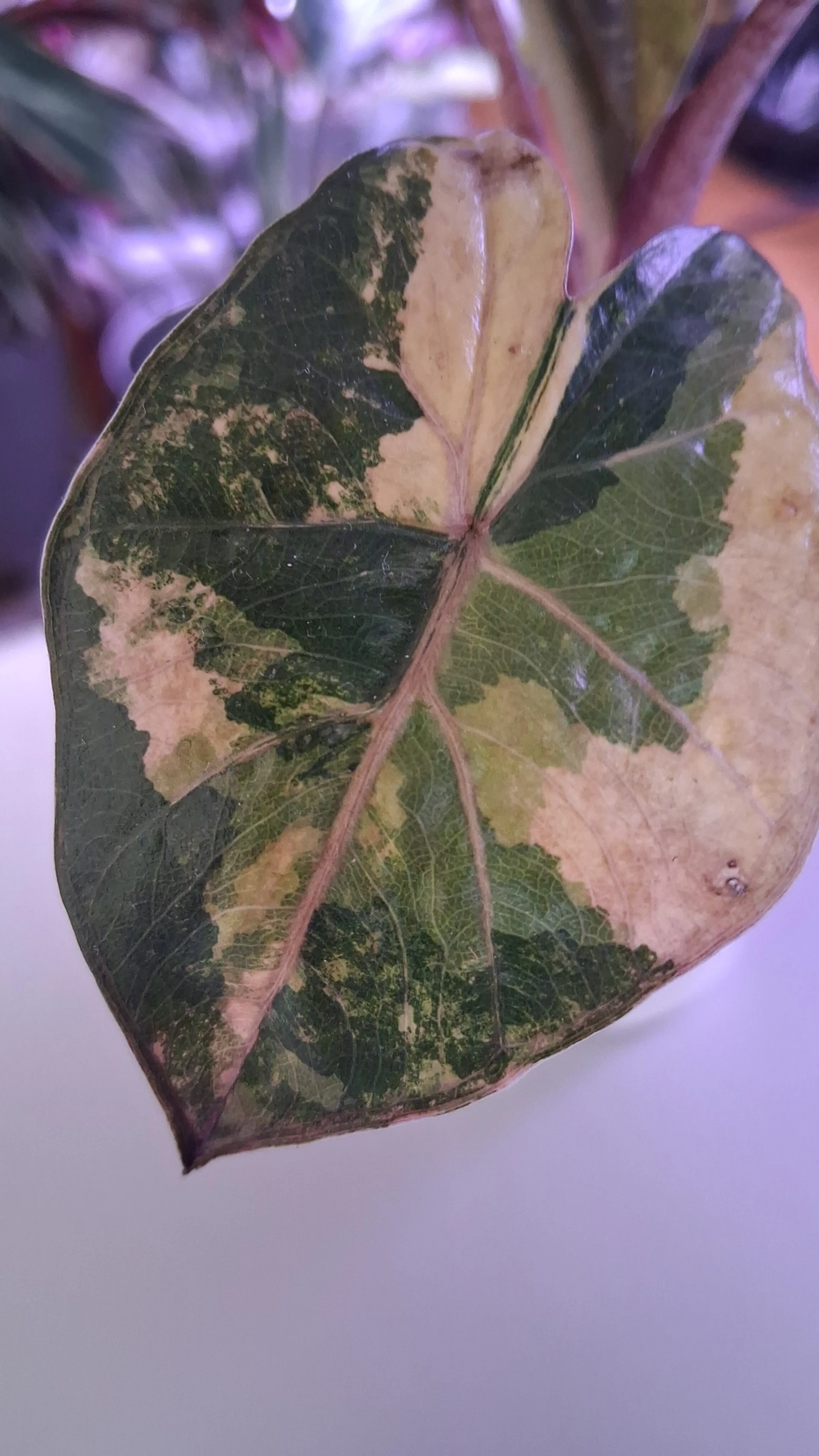 Image 1 of 3