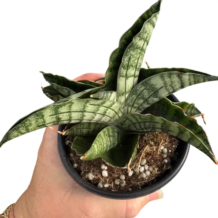 Sanseveria Lion Heart