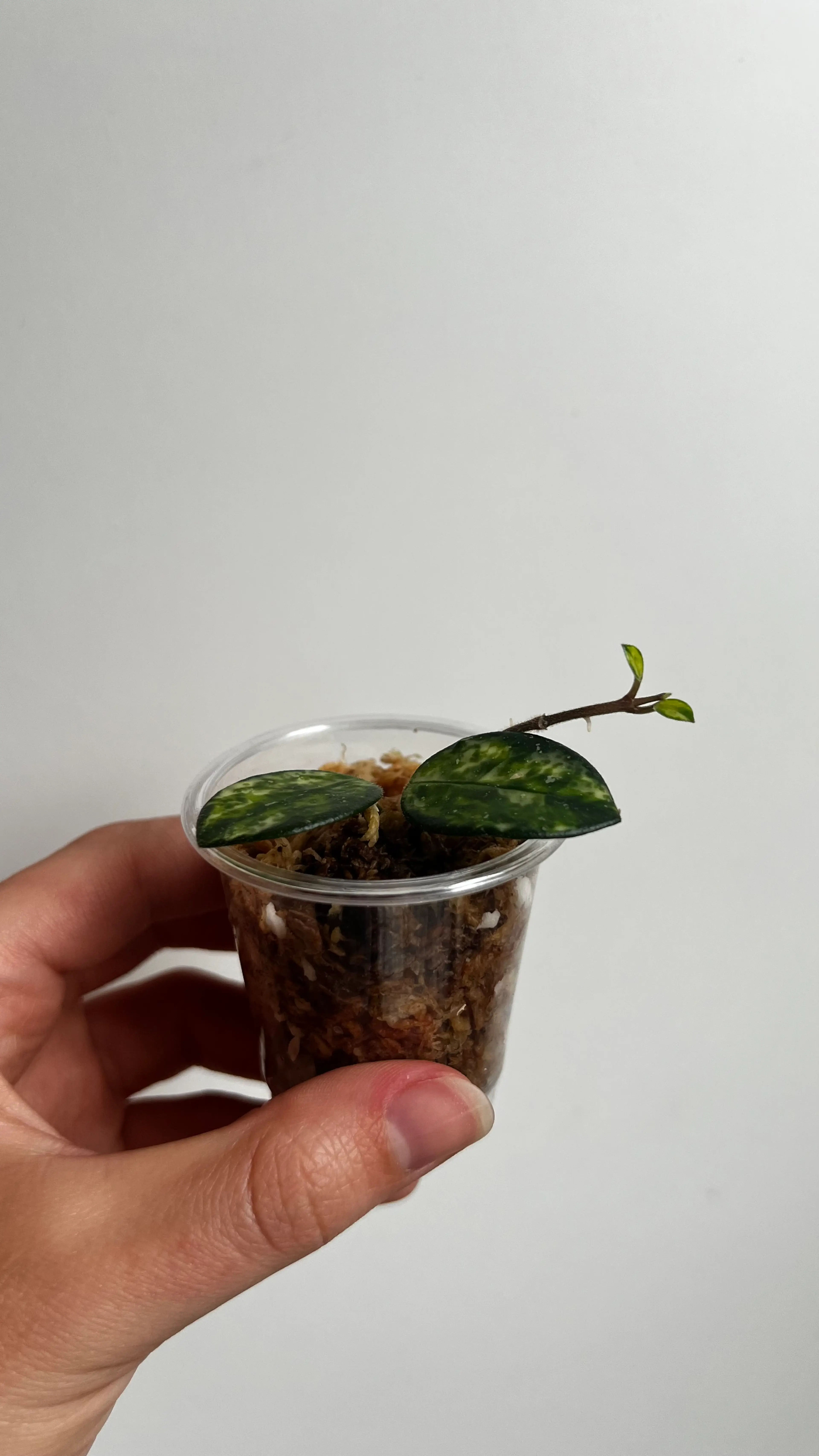 Image 2 of 4