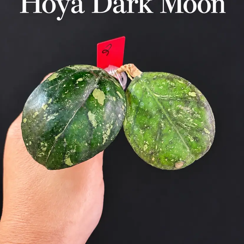 Last game prize (blackout)
Hoya Dark Moon cutting in floral tube