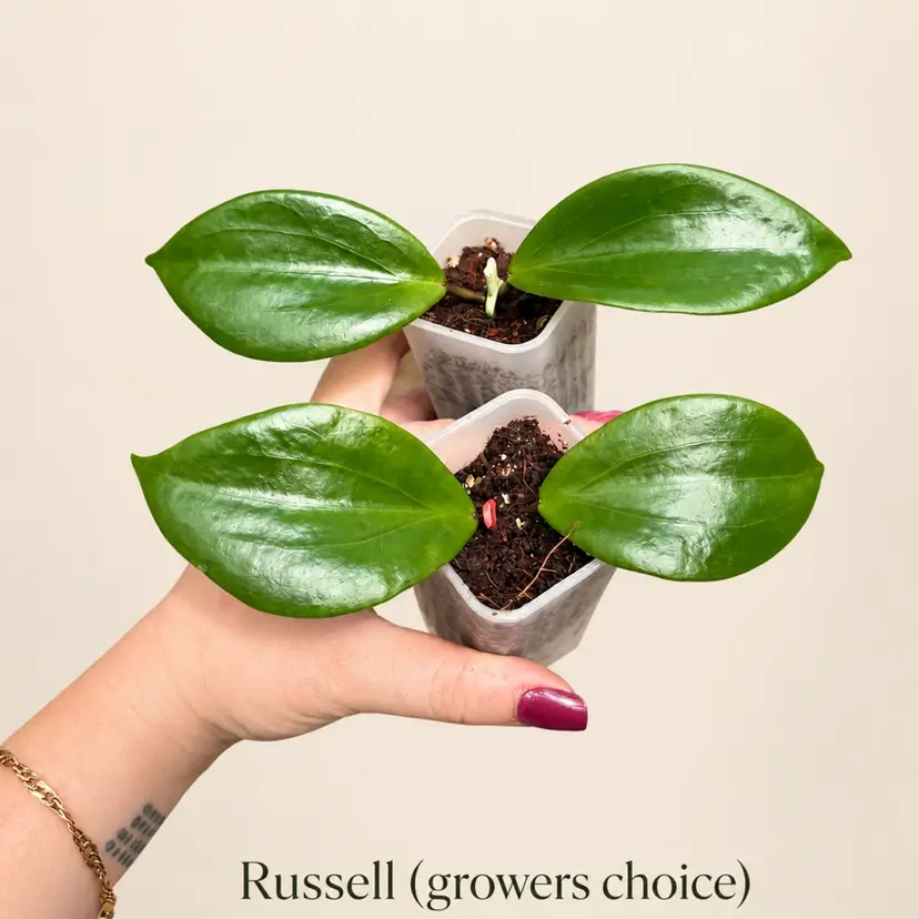 BNA.     Russell x 1 (growers choice)