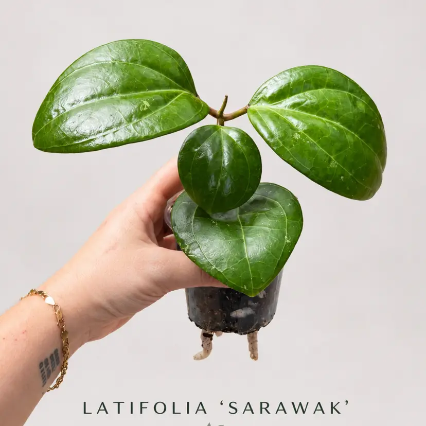 M.     SARAWAK