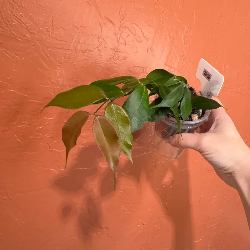 2030 Hoya medusa