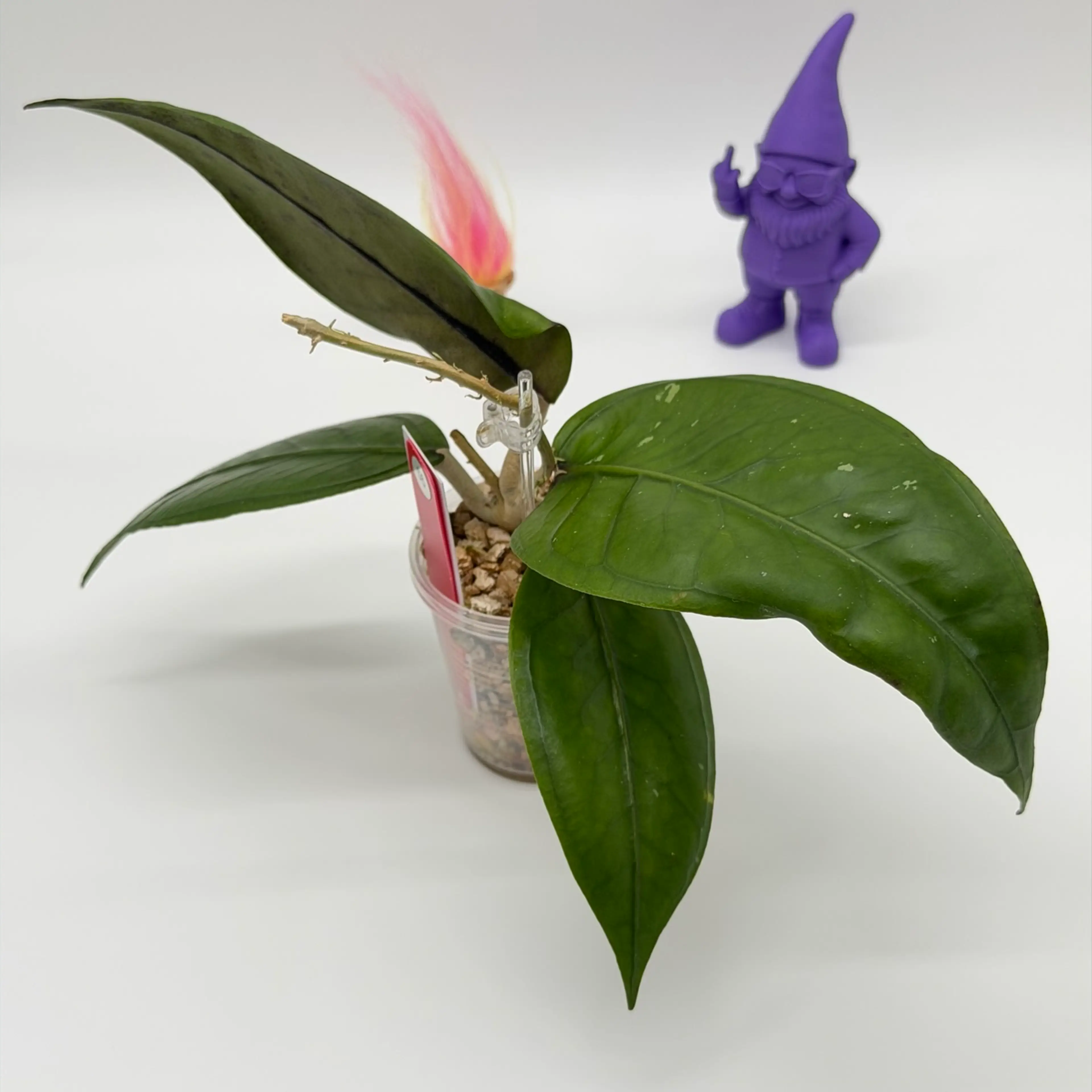 Image 4 of 4
