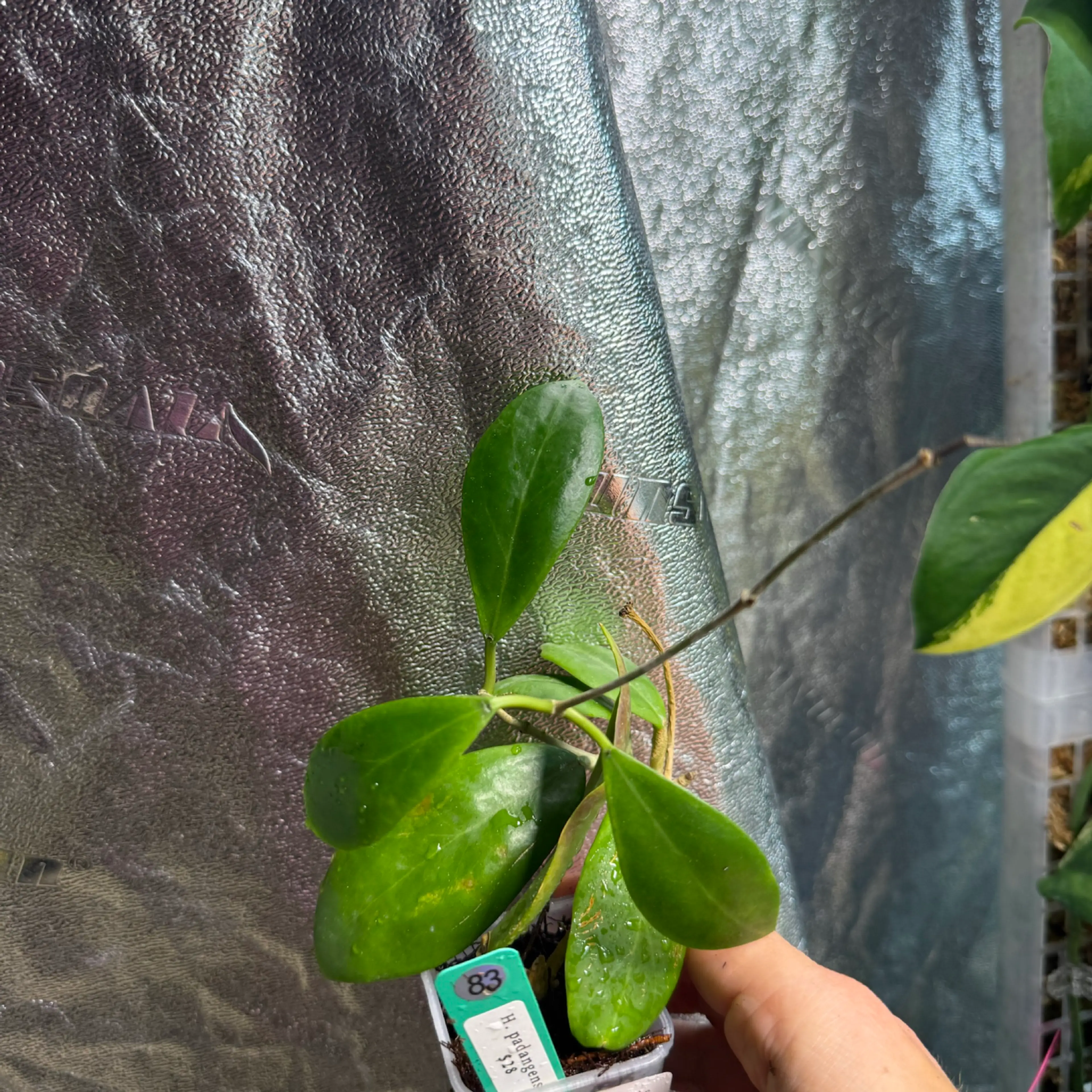 Image 2 of 2