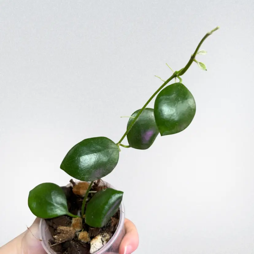 Hoya sp Pagar Alam