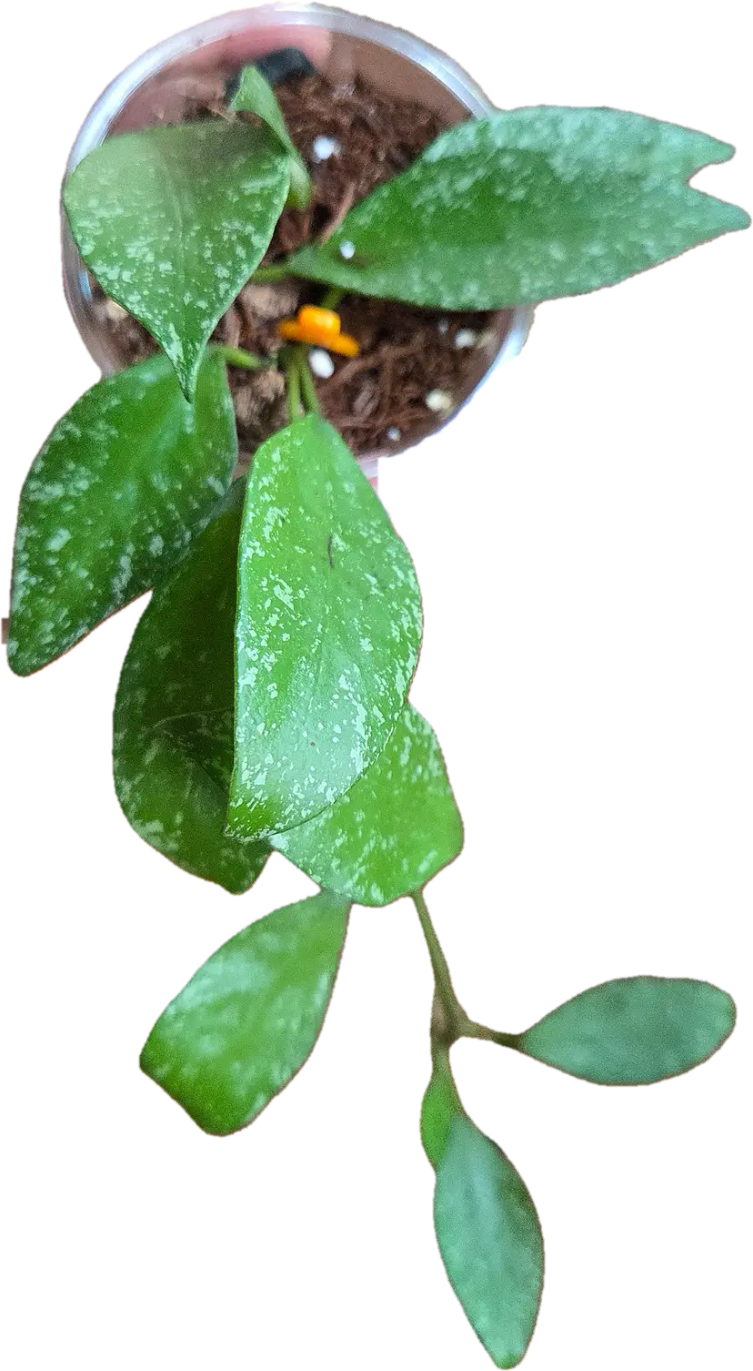 Hoya Nabawanensis Moyog River