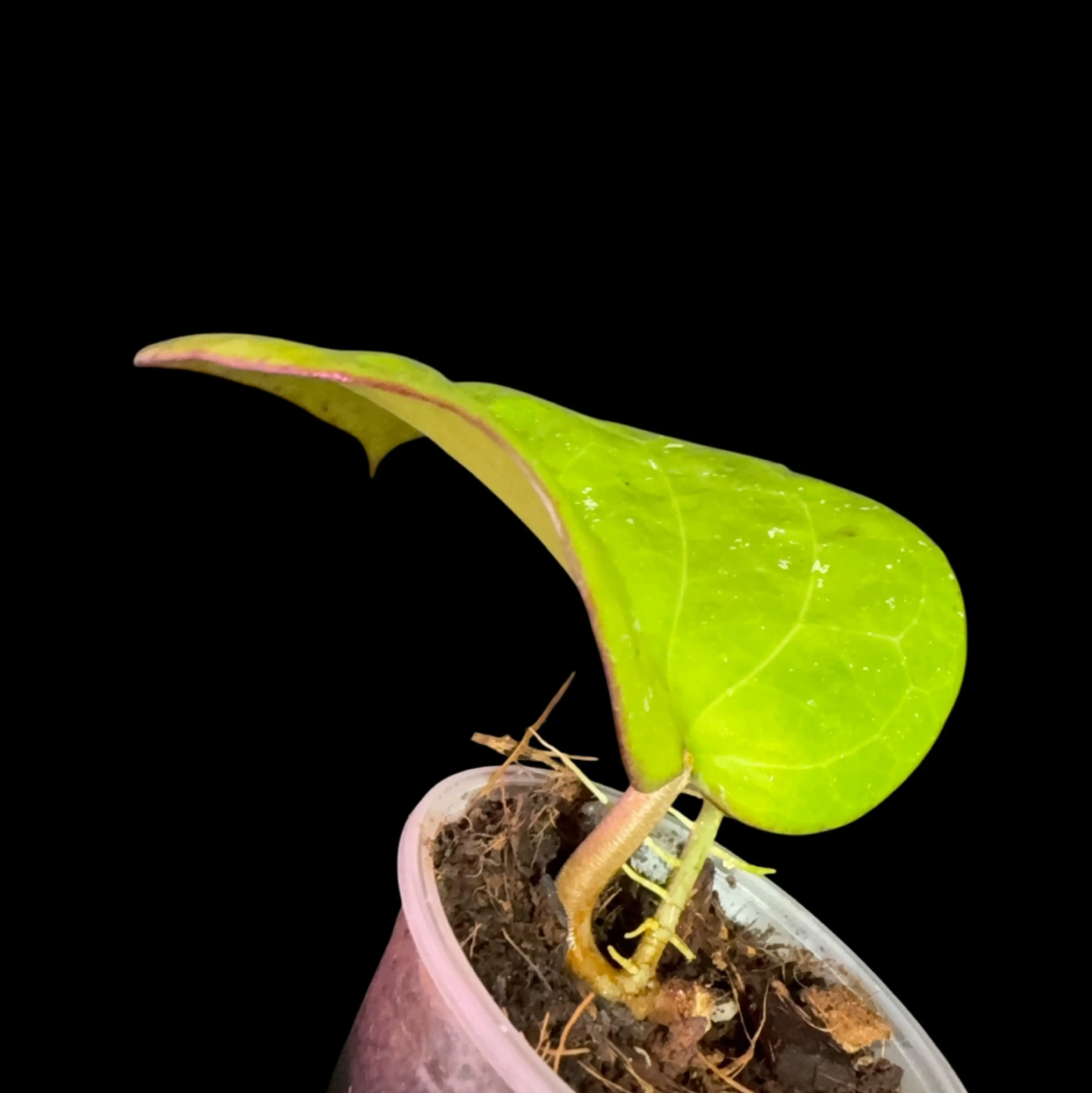 Image 2 of 2