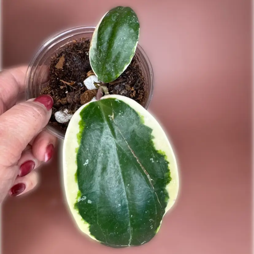 Latifolia outer varigated * note leaf damage