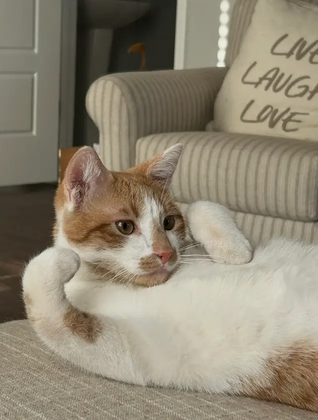 Toby — VP & Chief Annoyance Officer of The Trinketry