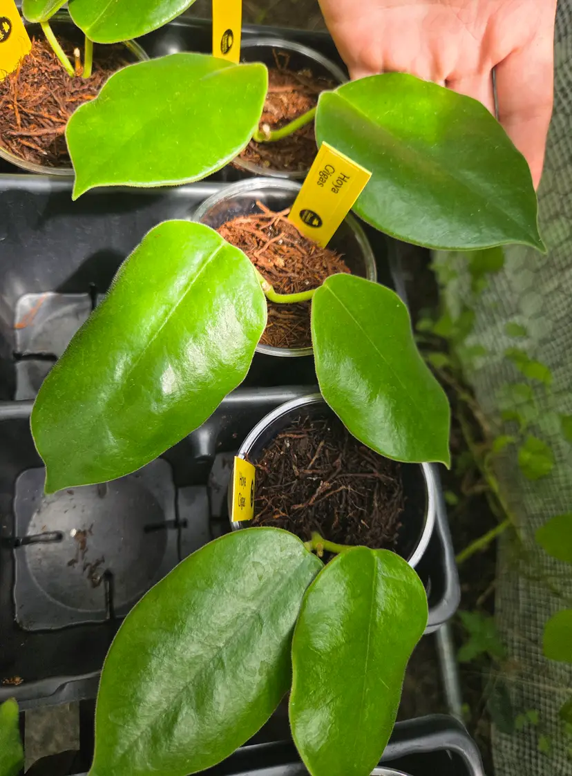 Hoya Gigas