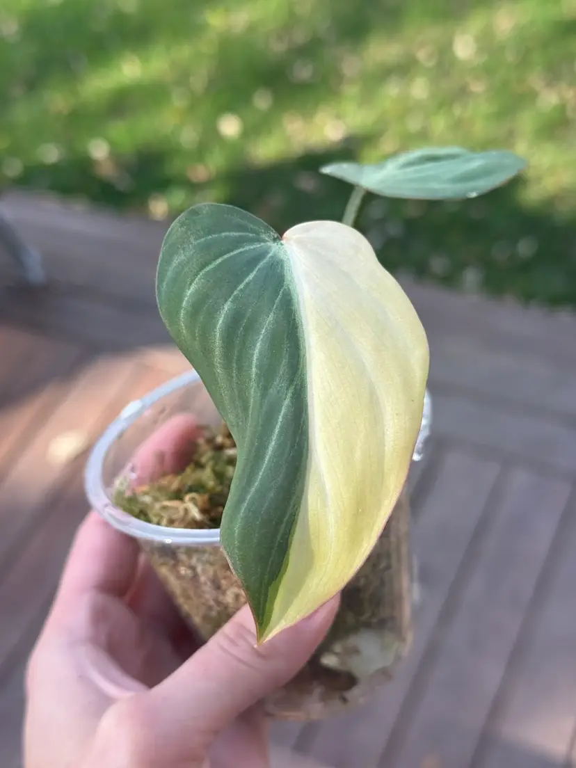 Gloriosum Type 1