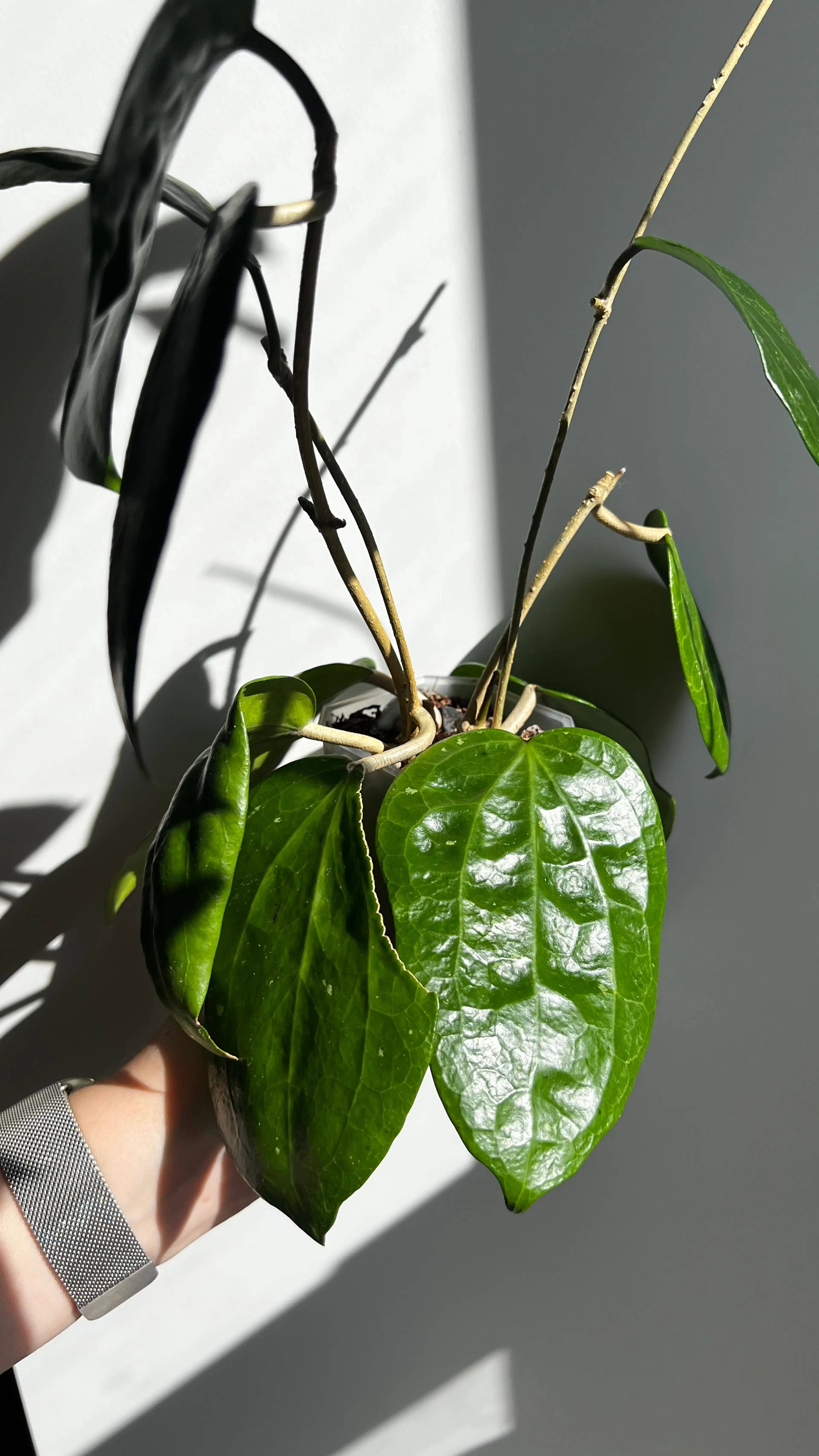 Image 3 of 4