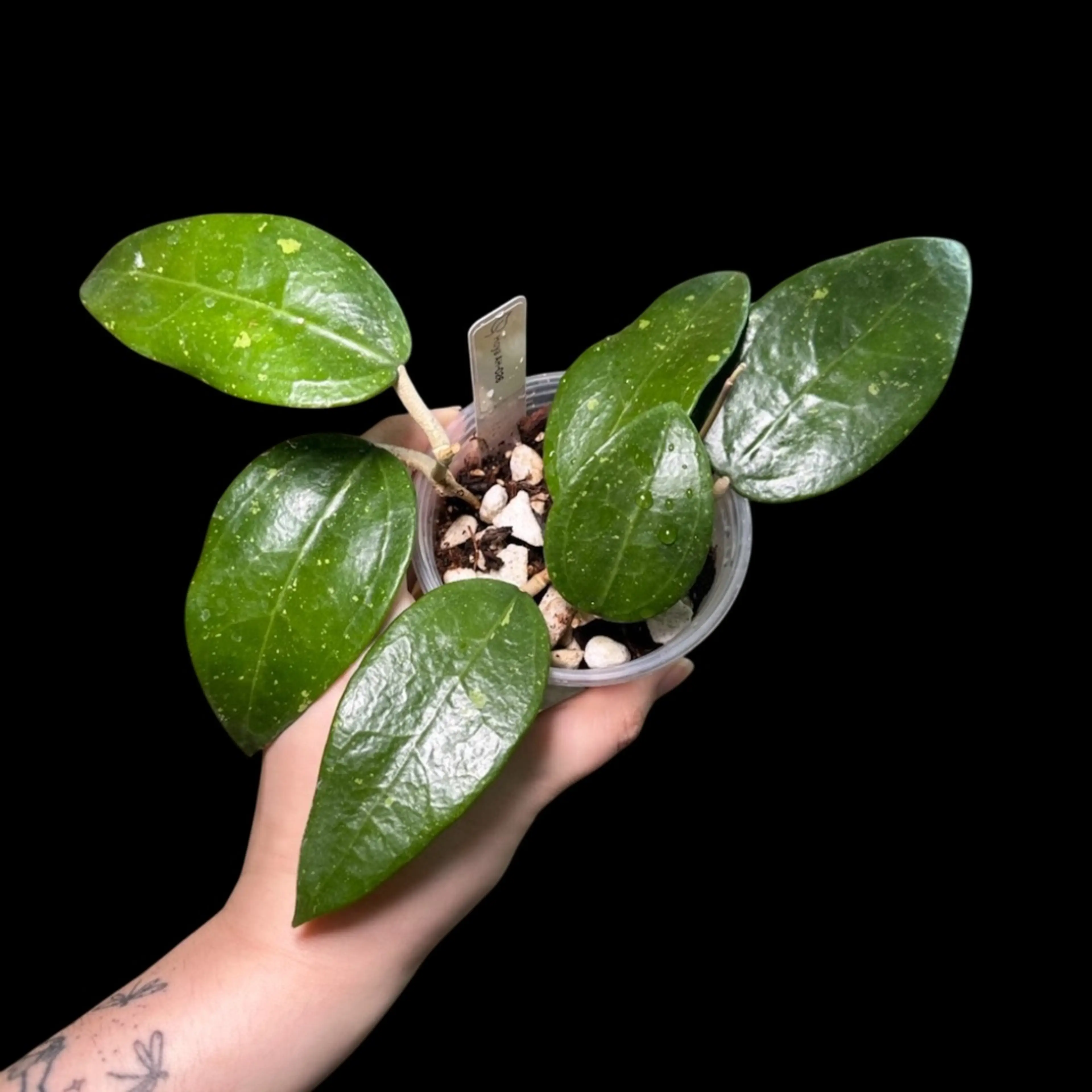 Image 1 of 4