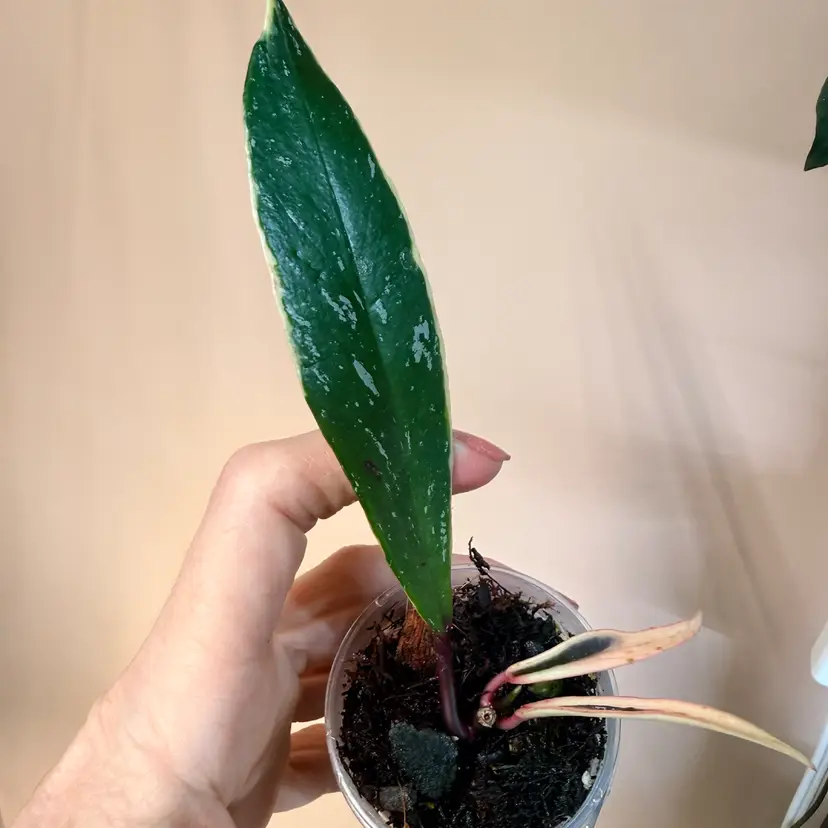 Hoya pubicalyx outer variegated