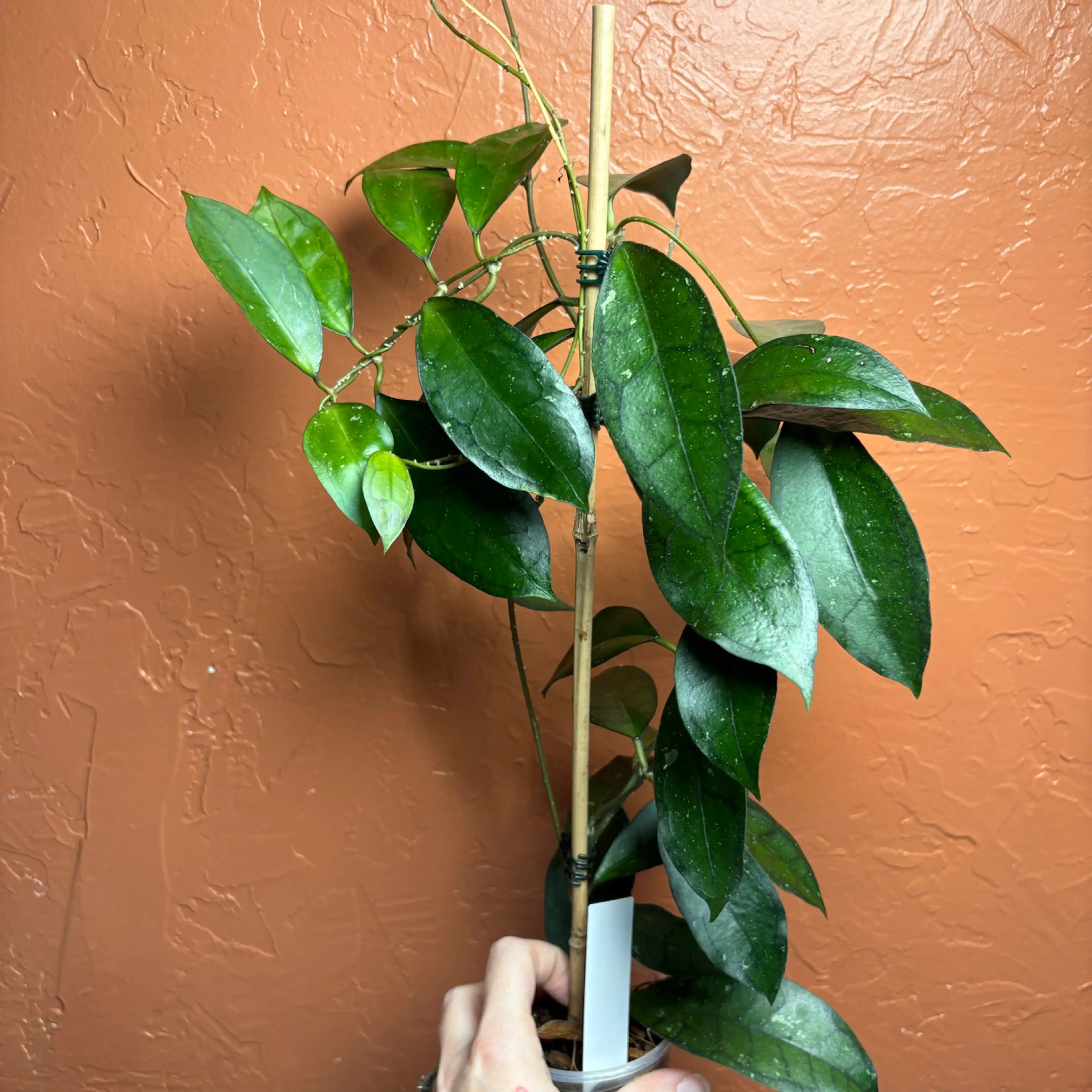 Image 2 of 5