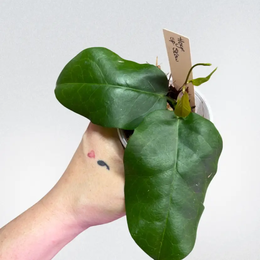 Hoya sp Skow