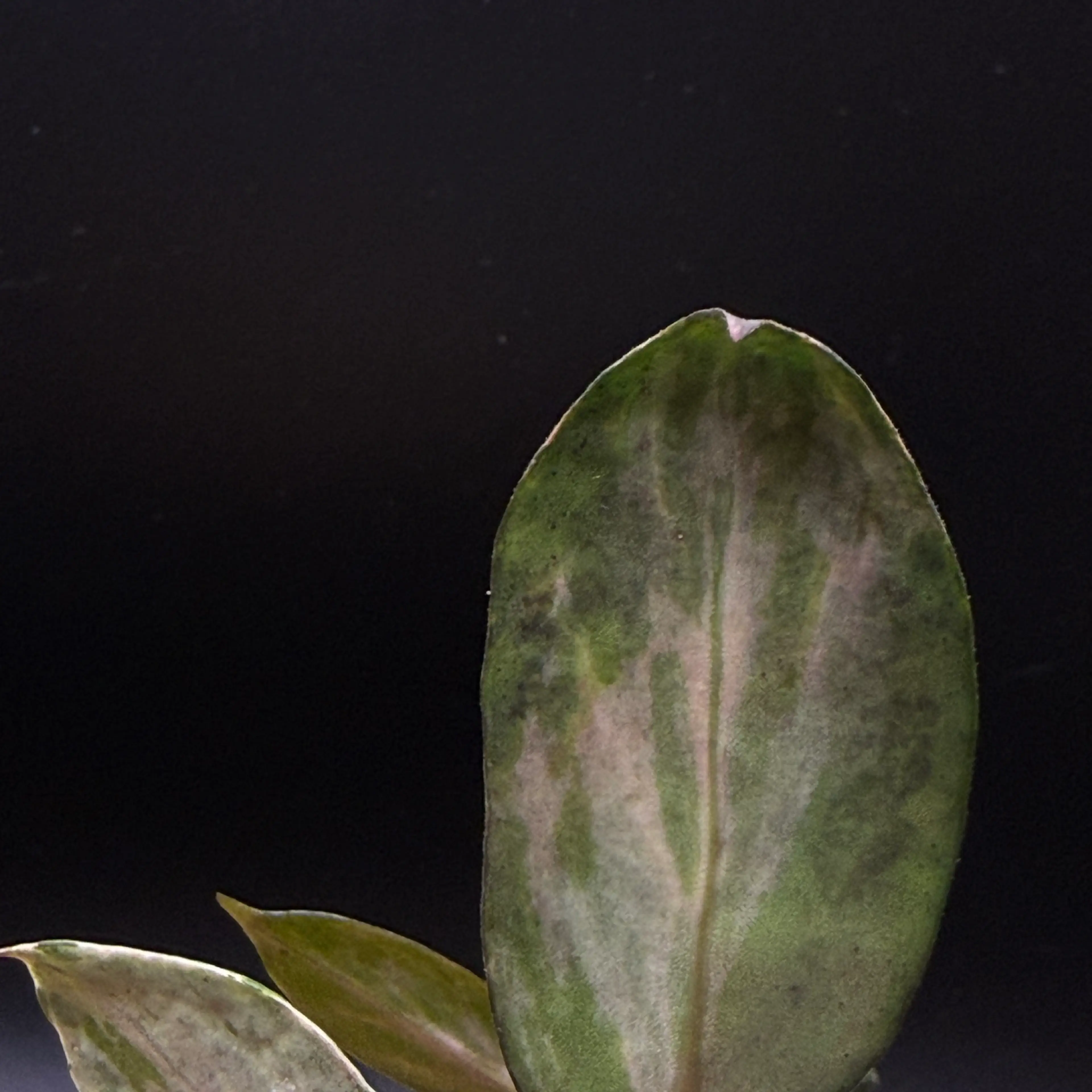 Image 3 of 3