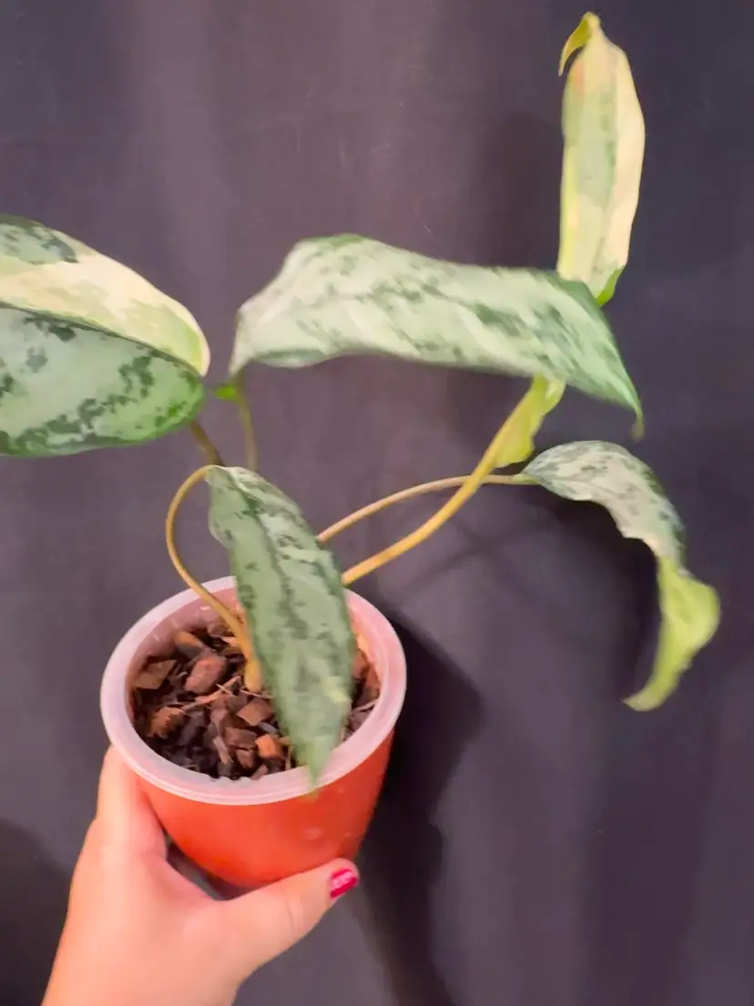 Aglaonema 'Manila Pride’