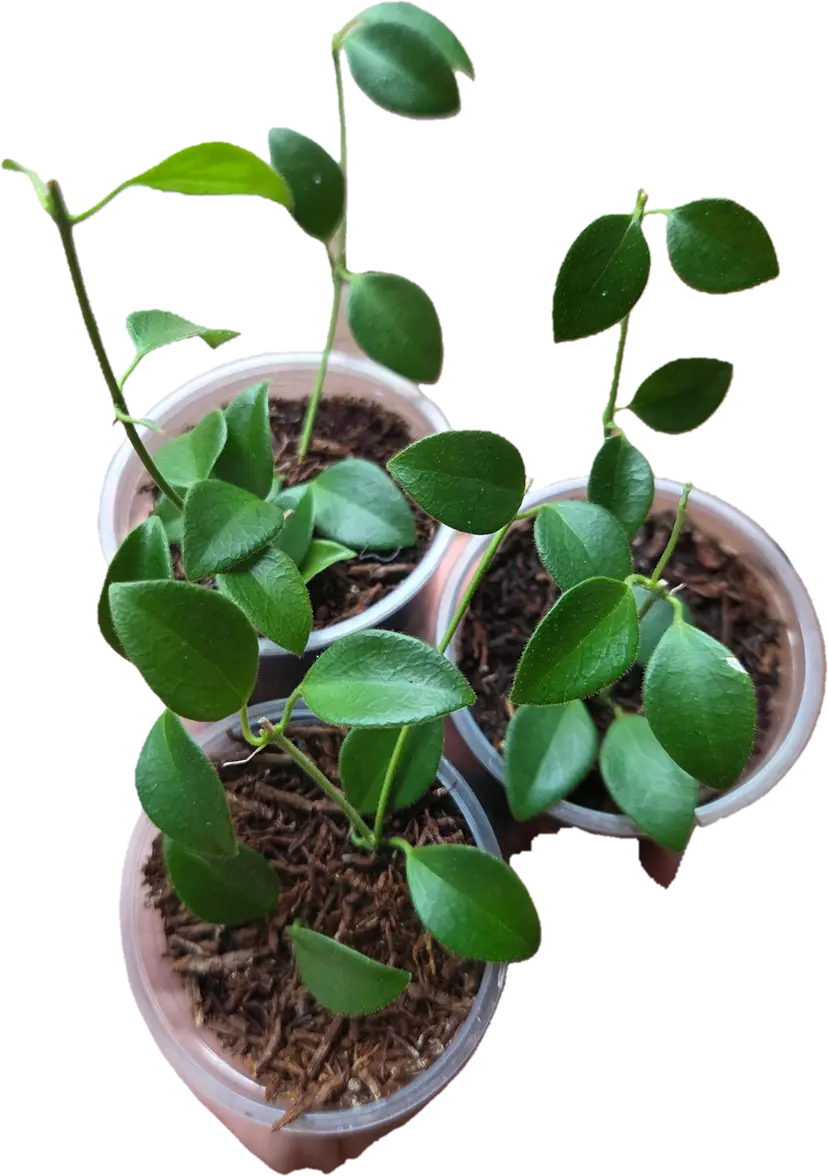Hoya PNG IM08 Growers choice