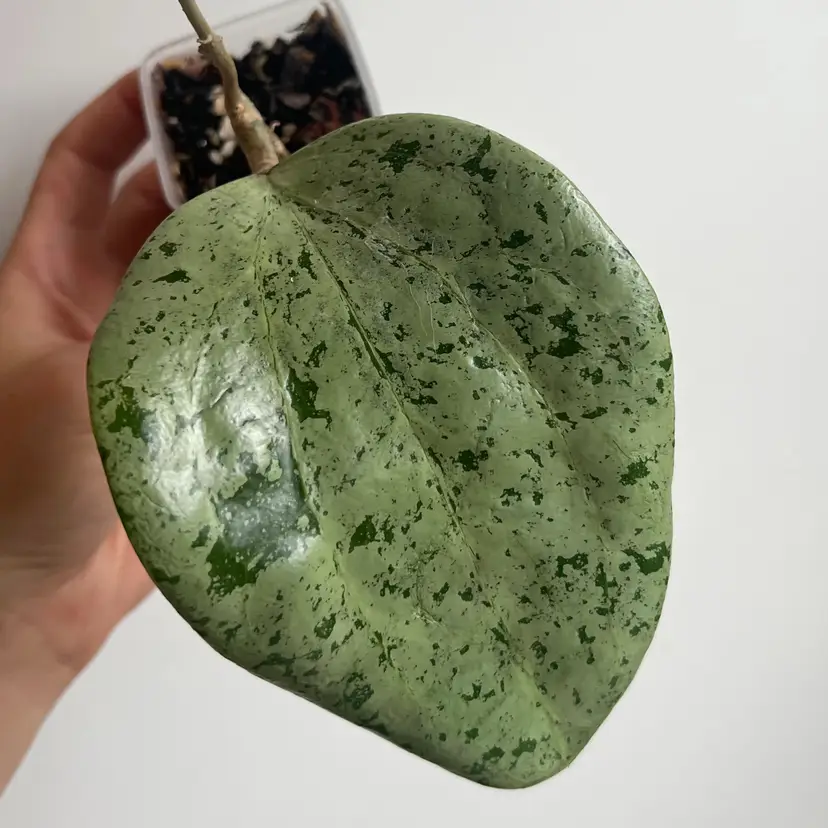 Hoya Glabra Silver ‘Gin’