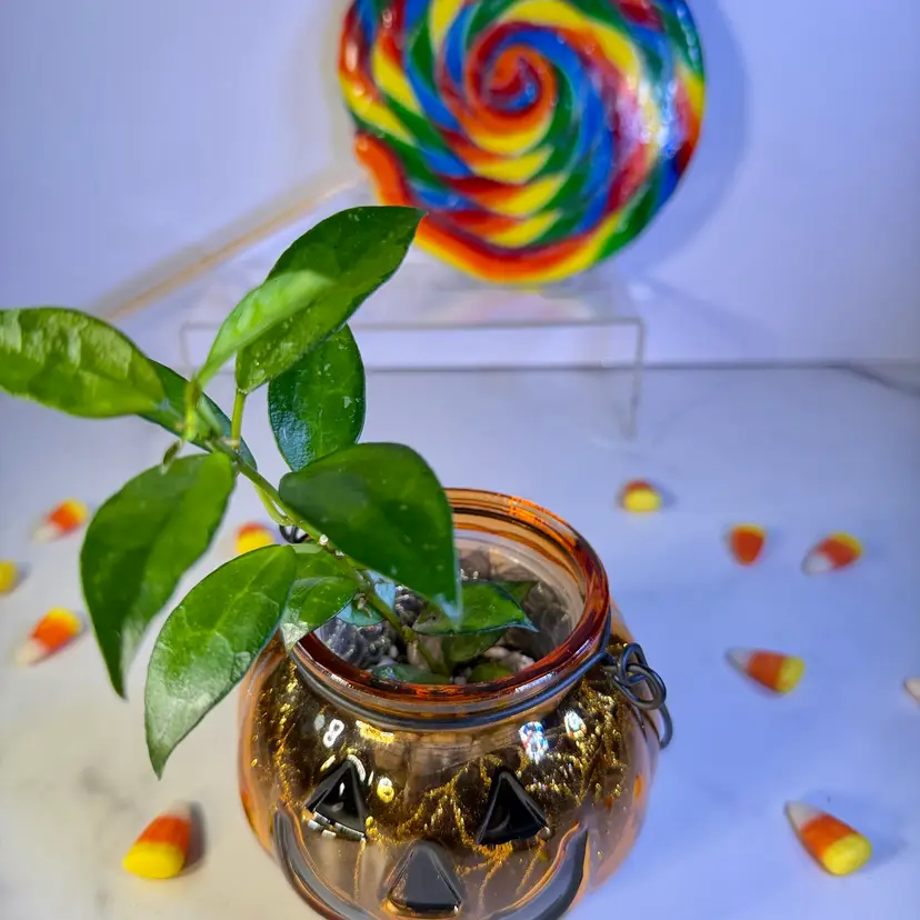 Hoya Lacunosa green on green