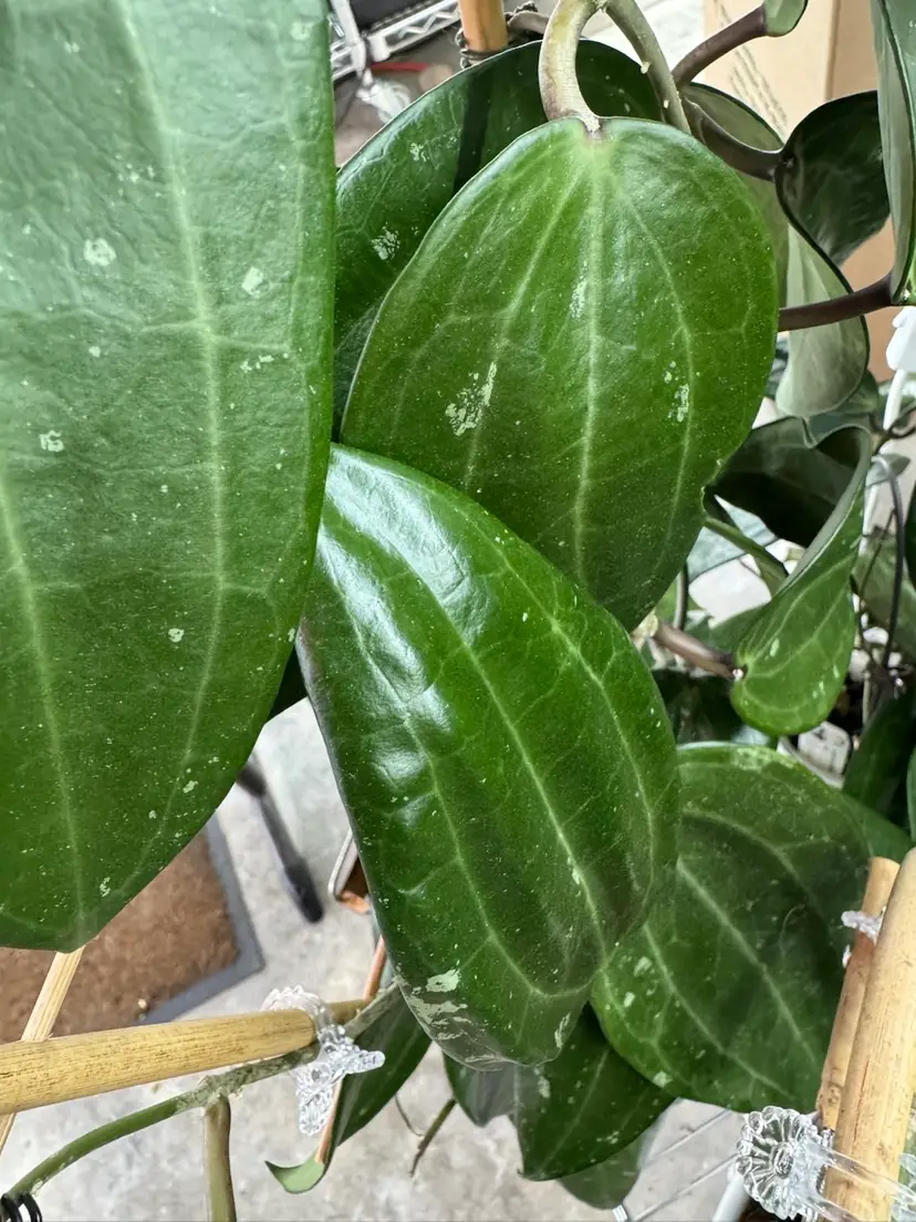 #2 Bundle/ 10 cuttings list in description- nodes are dependent on growth