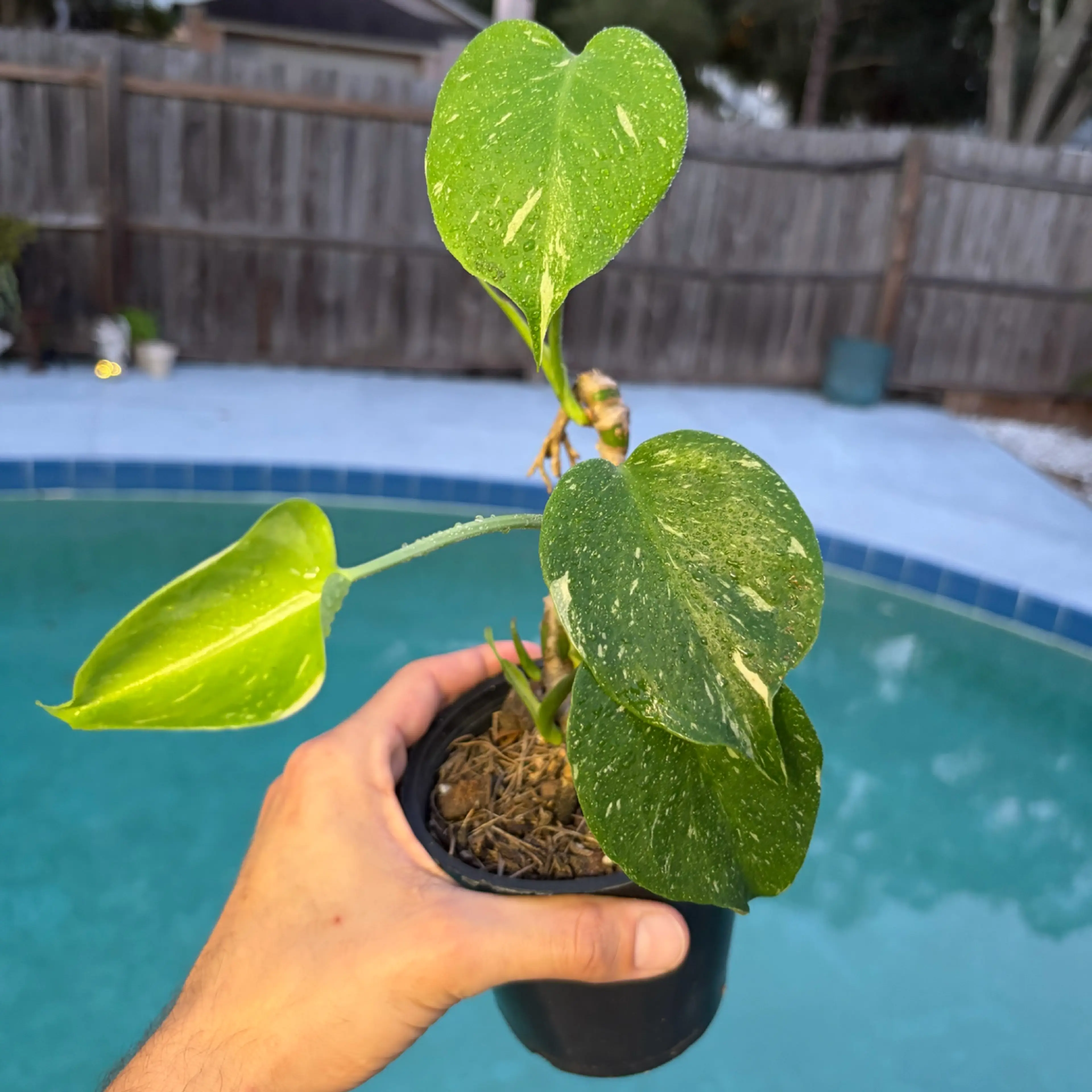 Image 1 of 2