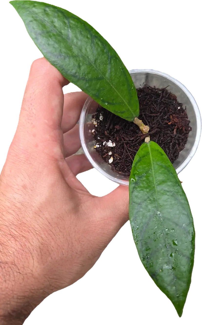 Hoya Lalita02 WRX33-02