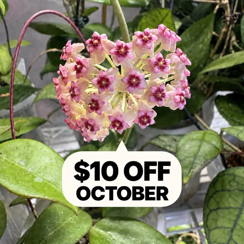 $10