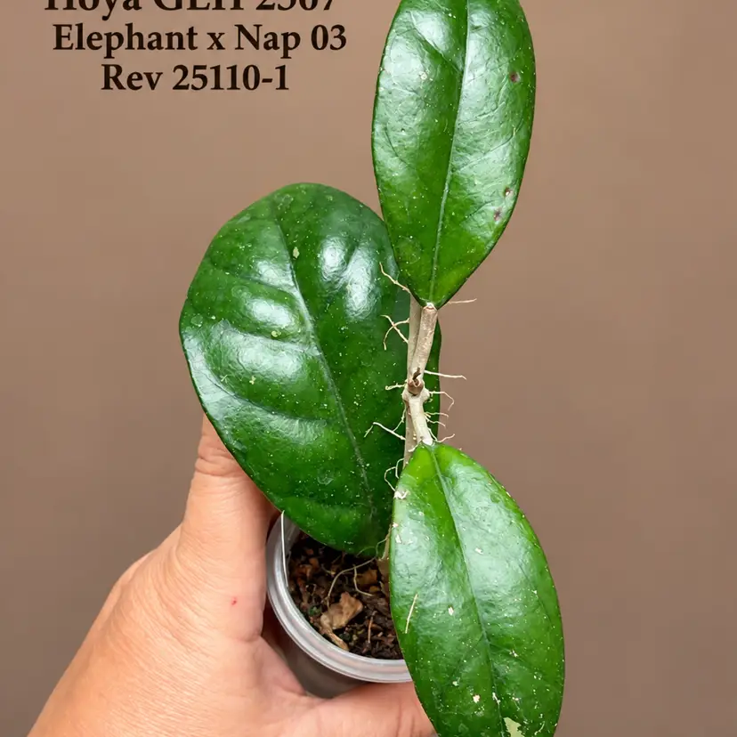 117 GEH 2507  Elephant × Nap 03